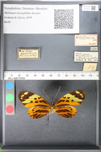 Media type: image;   Entomology 105977